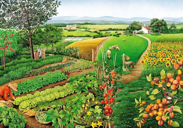 Овощи на огороде