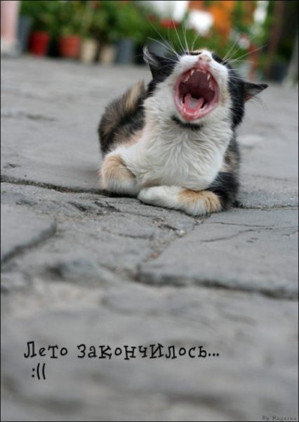 Лето проходит