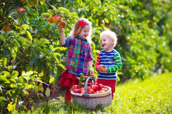 Сбор урожая для детей