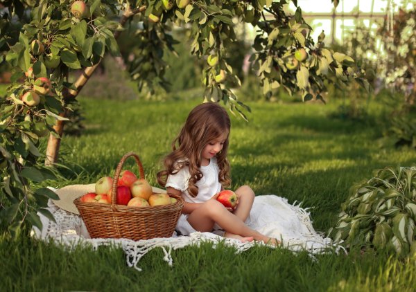Сбор яблок в саду