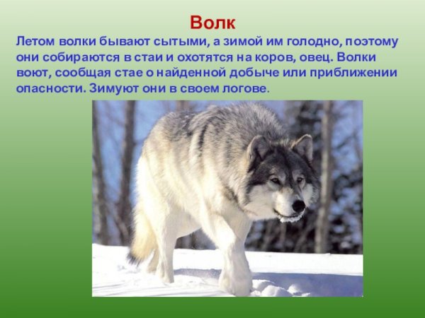 Таёжный волк