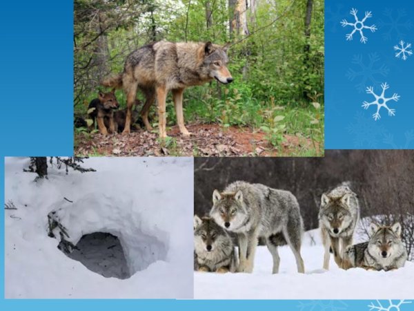 Дикие животные волк