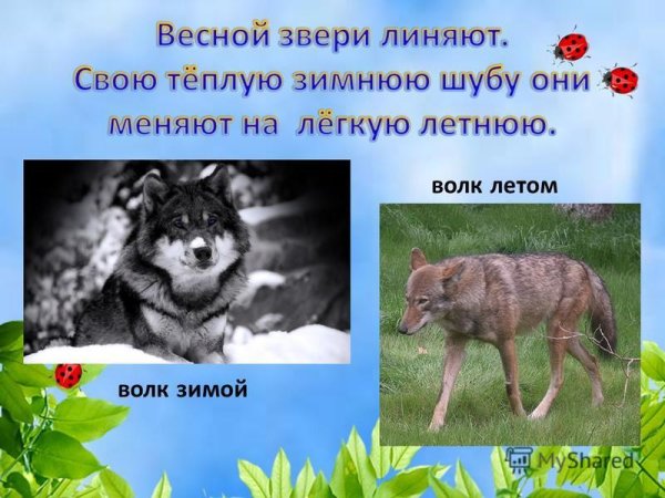 Логово волка зимой