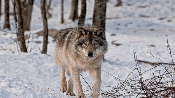 Лесные хищники России