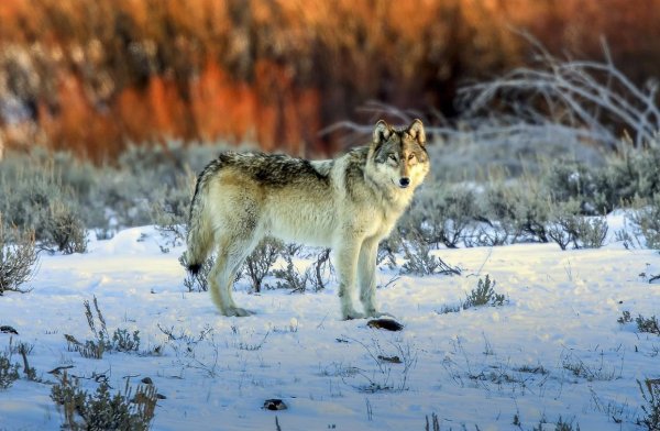 Таёжный волк