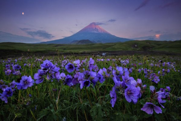 Альпийские Луга Камчатки