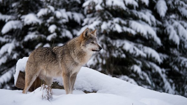 Дикие животные средней полосы