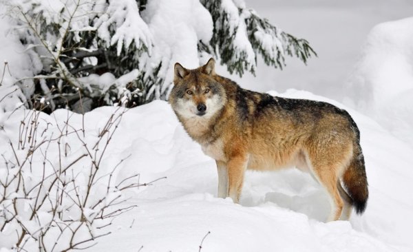 Волки на Алтае