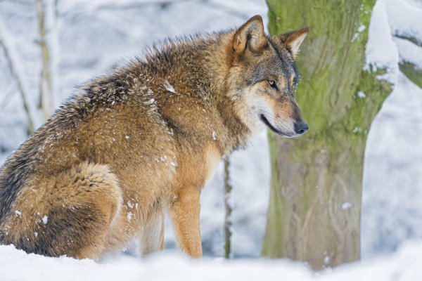 Весенний волк