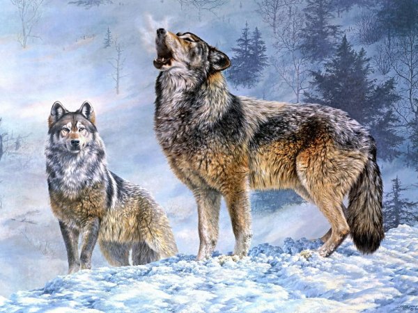 Тебердинский заповедник фауна