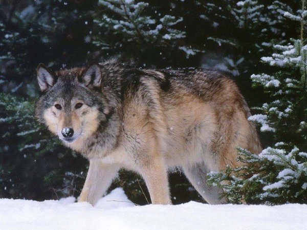 Волк Долины Маккензи