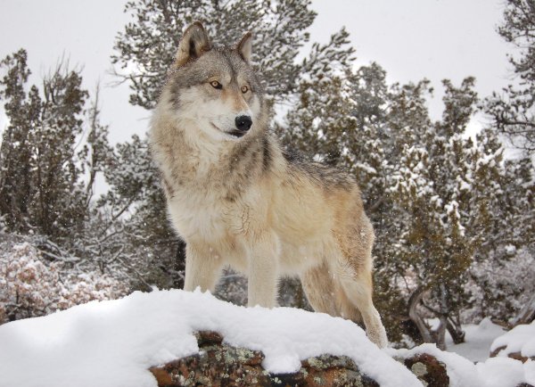 Жизнь волка зимой