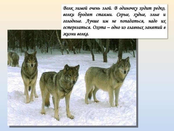 Волк в декабре