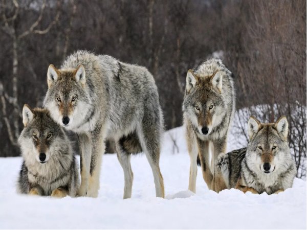 Волки в Архангельской области