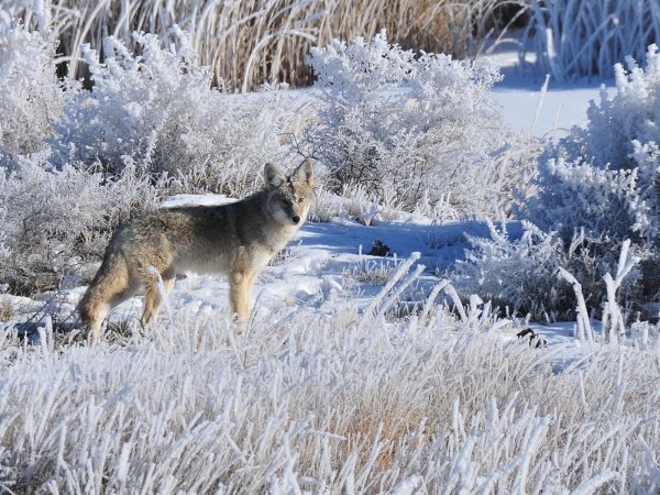 Волк идет вид сбоку