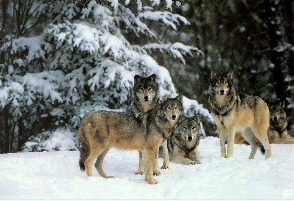 Волчонок на снегу