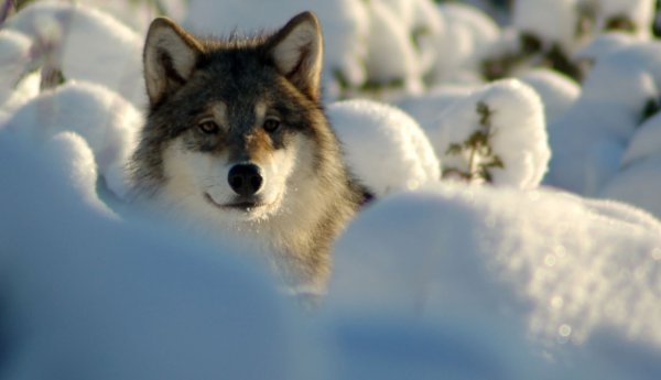 Волк в снегу