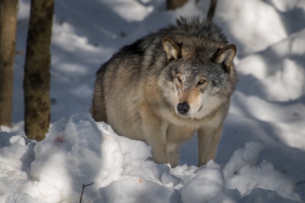 Волк в тайге зимой