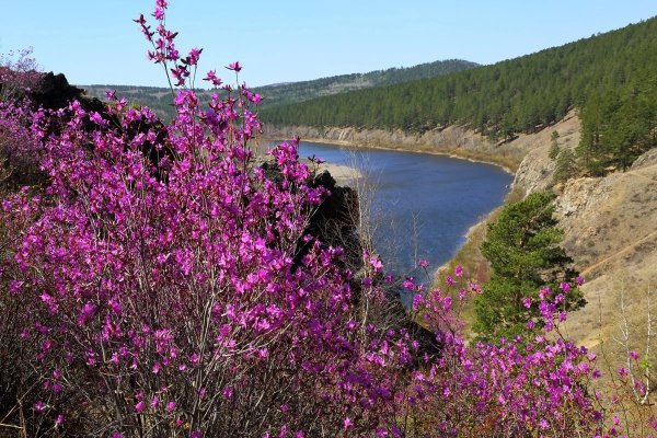 Природа Забайкальского края багульник