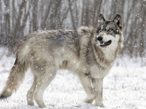 Волк на цепи