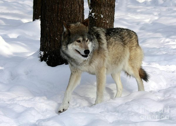 Волки в Ленинградской области 2020