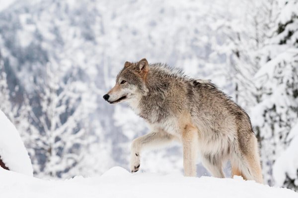 Карельский волк