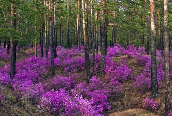 Забайкалье, сопки, багульник сопки багульник