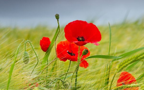 Маки Победы картинки