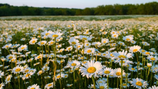 Летние заставки