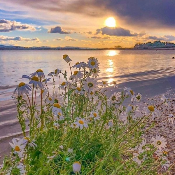 Цветы море солнце