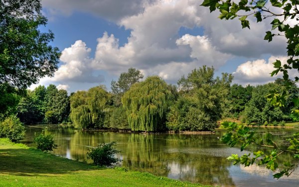 Дерево на берегу реки