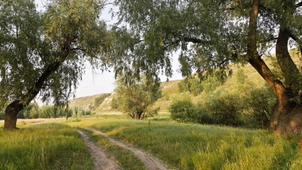 Деревья в деревне
