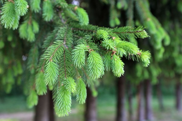 Маленькая ель в лесу