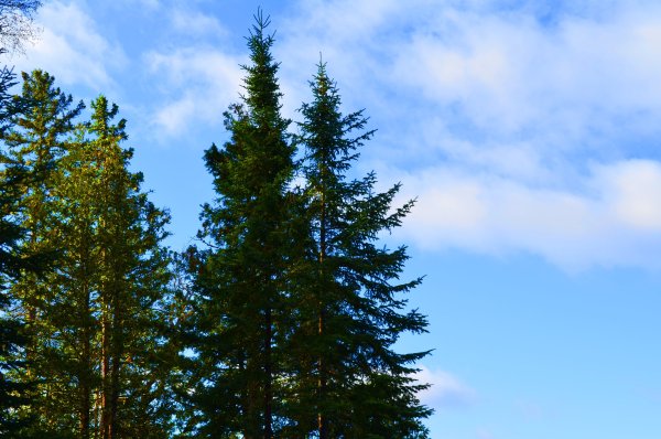 Рассвет в лесу