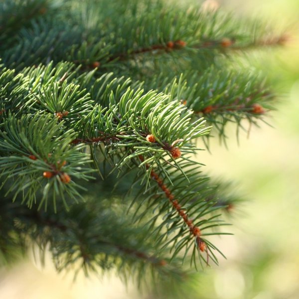 Хвоинки дерева ель обыкновенная