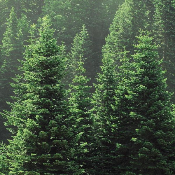 Пихтовый зелёный (fir Green)