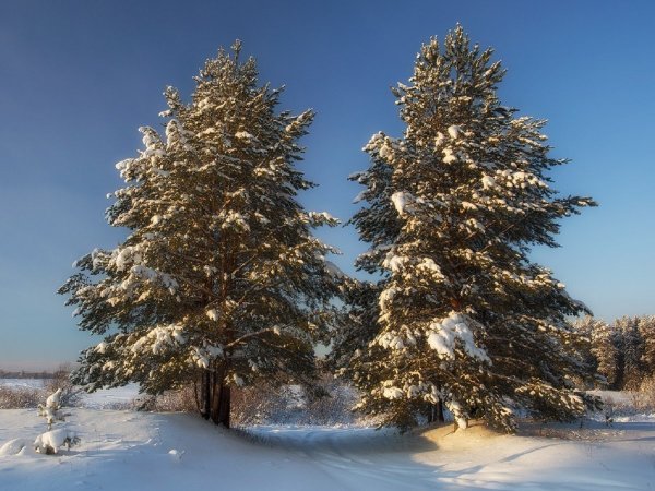 Елка ветки природа