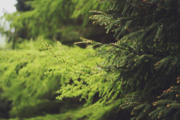 Пихта канадская Спрус