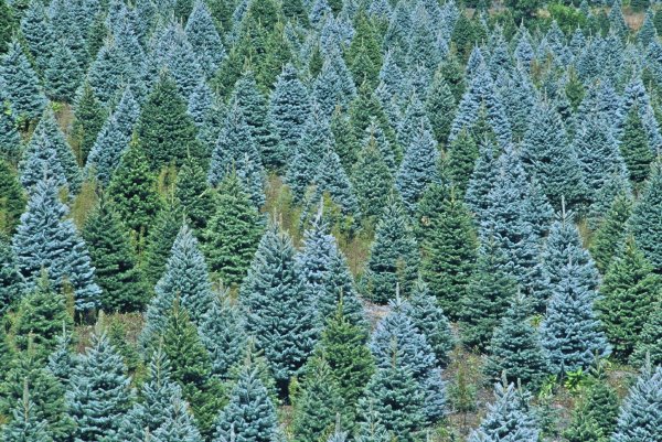 Красивые ели