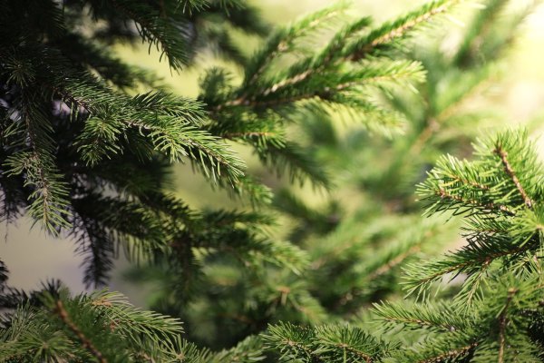 Ель обыкновенная Максвелли шишки