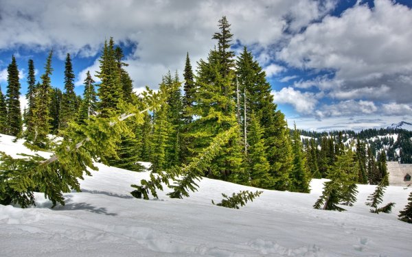 Еловые ветви в солнечных лучах