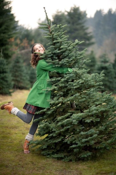 Еловая ветка макро