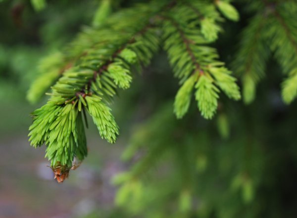 Алтайский заповедник пихта