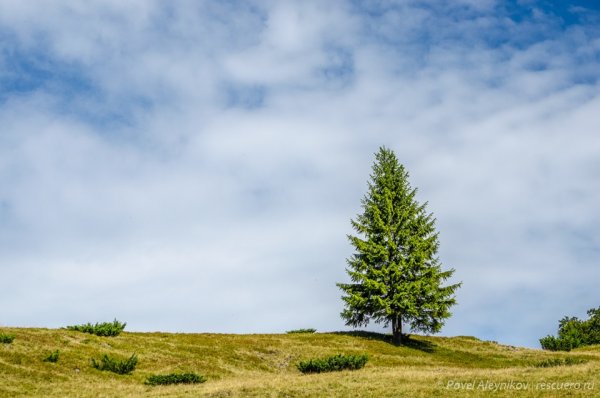 Сосновая ветка