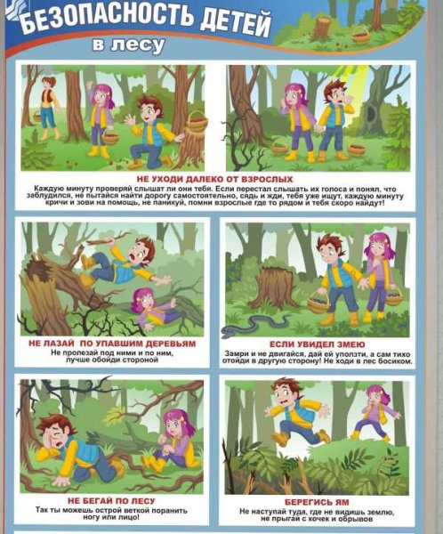 Правила поведения в лесу летом для детей