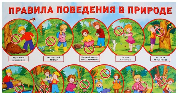 Безопасное поведение в лесу картинки