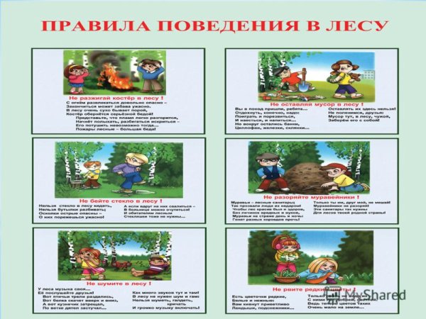 Безопасность поведения в лесу