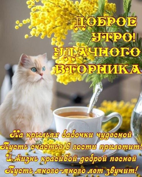 Поздравления с добрым утром вторника