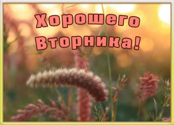 Хорошего вторника отличного настроения