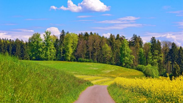 Летний пейзаж